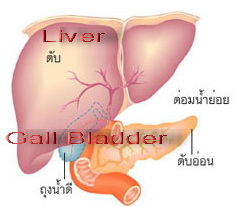 Gall bladder & Liver